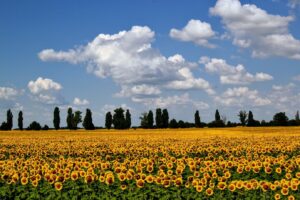Sunflower fields like this one in Cherkasy Oblast are a symbol of Summer in Ukraine